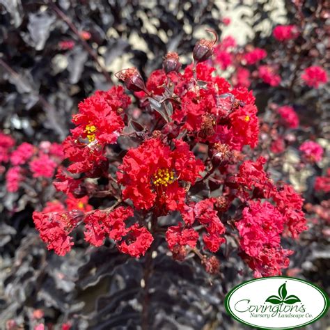 ebony crepie|Ebony Flame Crapemyrtle .